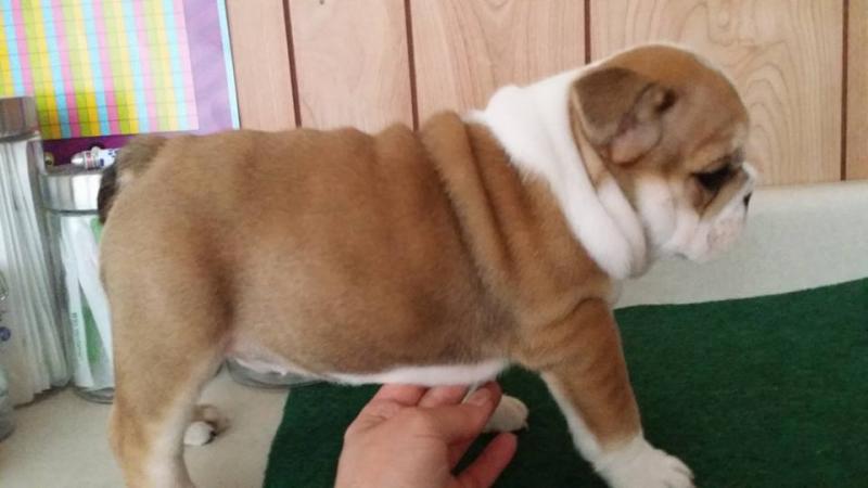 English bulldog puppies for adoption Image eClassifieds4u