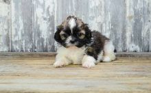 Beautiful Tiny Imperial shih-tzu Puppies