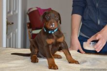 Dobermann Cross Puppy's For Sale