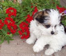 Exquisite Tiny Kc Reg Yorkie Puppies