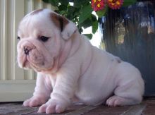Kennel Club Baby English Bulldog
