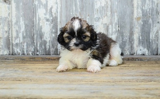 Beautiful Tiny Imperial shih-tzu Puppies Image eClassifieds4u