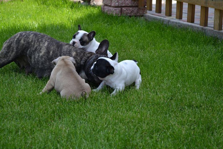 French bulldog For Rehome Image eClassifieds4u