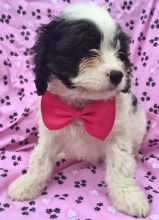 Cavapoo Fully Vaccinated Ready Now Image eClassifieds4U