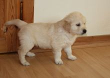 Stunning Golden Retriever Bitch Puppy Kc Reg Image eClassifieds4U