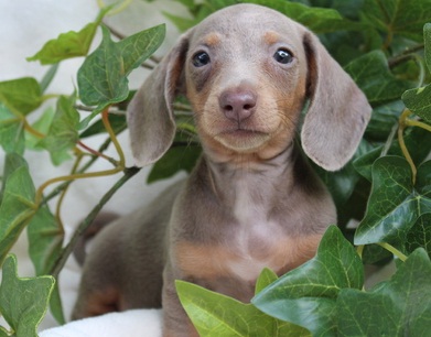 Stunning Dachshund Image eClassifieds4u