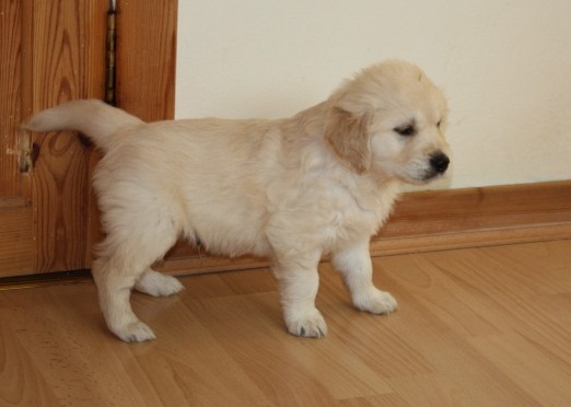 Stunning Golden Retriever Bitch Puppy Kc Reg Image eClassifieds4u