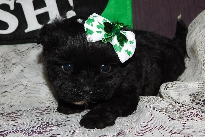 Stunning Little Shih-poo Kc Reg Boys & Girls Image eClassifieds4u