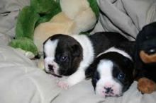 Blue Boston Terrier Puppies (Male and female)