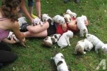 Breath Taking English Bulldog Puppies