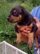 Catahoula puppies