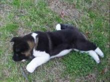 charming 4 Month Old Akita puppies
