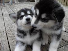 CHARMING C.K.C ALASKAN MALAMUTE PUPPIES FOR ADOPTION