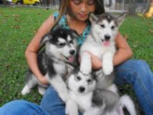 Charming C.K.C Alaskan Malamute Puppies For Adoption