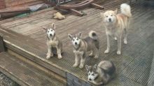 CHARMING C.K.C ALASKAN MALAMUTE PUPPIES FOR ADOPTION