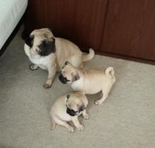 Healthy C.K.C Male/Female Pugs Puppies For Adoption