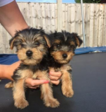 Male & Female Yorkshire Terrier Puppies Available For Adoption