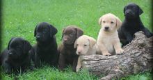 Solid & Gorgeous Labrador Retriever Puppies For Sale