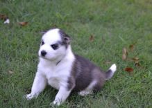 Sweet Lovely Siberian Husky (pets)