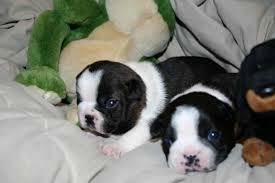 Blue Boston Terrier Puppies (Male and female) Image eClassifieds4u