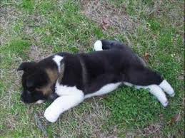 charming 4 Month Old Akita puppies Image eClassifieds4u