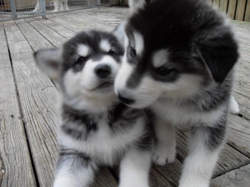 CHARMING C.K.C ALASKAN MALAMUTE PUPPIES FOR ADOPTION Image eClassifieds4u