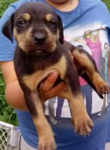 Catahoula puppies Image eClassifieds4u 2