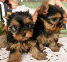 Male & Female Yorkshire Terrier Puppies Available For Adoption Image eClassifieds4U