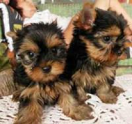 Male & Female Yorkshire Terrier Puppies Available For Adoption Image eClassifieds4u