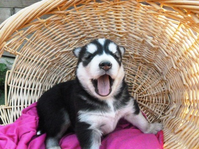 Sweet Lovely Siberian Husky (pets) Image eClassifieds4u