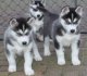 Cute and loving Siberian husky puppies for new homes