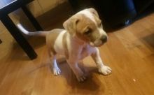 6.5 week old Male pitbull terrior puppy