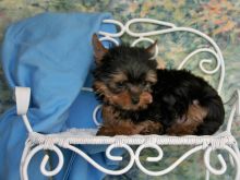 Absolutely Healthy Yorkie Puppy