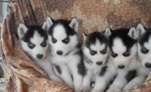 M/F Siberian Huskies Available.