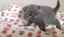 Lovely British Shorthair Kitten