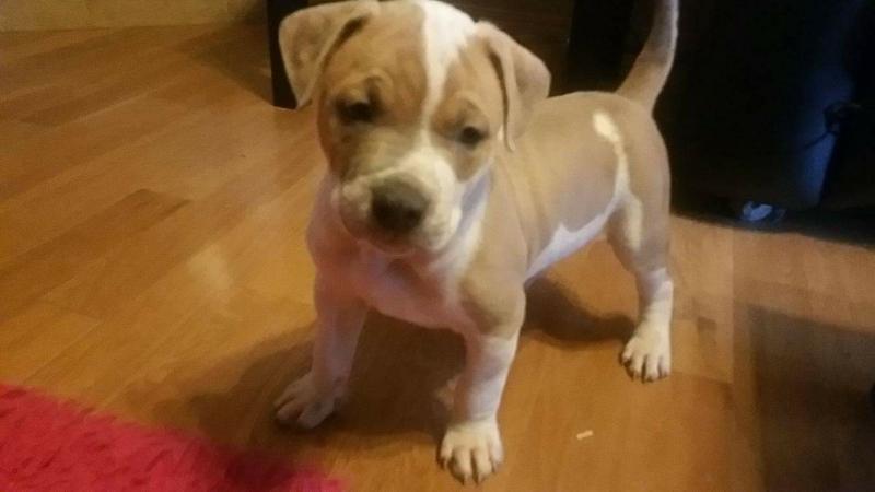 6.5 week old Male pitbull terrior puppy Image eClassifieds4u