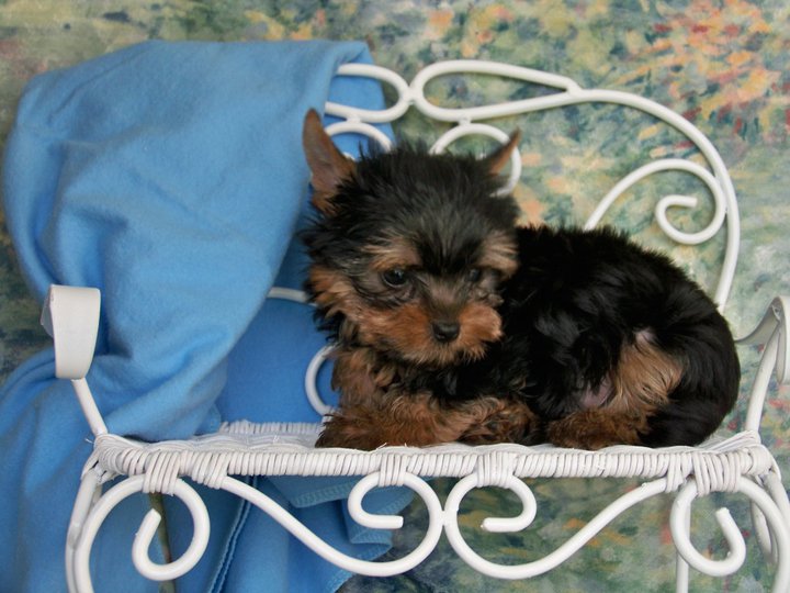 Absolutely Healthy Yorkie Puppy Image eClassifieds4u
