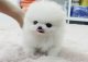 Home Trained White Micro Tiny Teacup Pomeranian Puppies Image eClassifieds4u