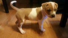 6.5 week old Male pitbull terrior puppy Image eClassifieds4u 3