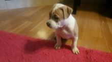 6.5 week old Male pitbull terrior puppy Image eClassifieds4u 2