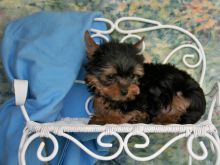 Absolutely Healthy Yorkie Puppy Image eClassifieds4U