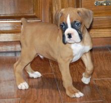 beautiful litter of chunky boxer puppies