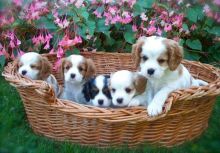 Cavalier King Charles Spaniel Puppies (901)-443-8483