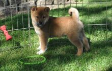 Excellent Shiba Inu Puppies Male and Female (901)-443-8483