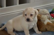 Golden Labrador Retriever Puppies (901)-443-8483