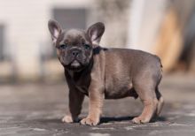 Gorgeous French Bulldog Puppies (901)-443-8483
