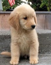 Gorgeous Golden Retriever Puppies (901)-443-8483