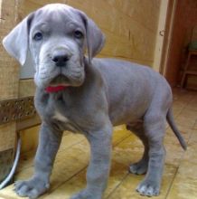 Great Dane Puppies CKc Reg (901)-443-8483