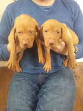 Hungarian Vizsla Puppies (901)-443-8483