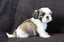 Male and Female Shih Tzu puppies (901)-443-8483